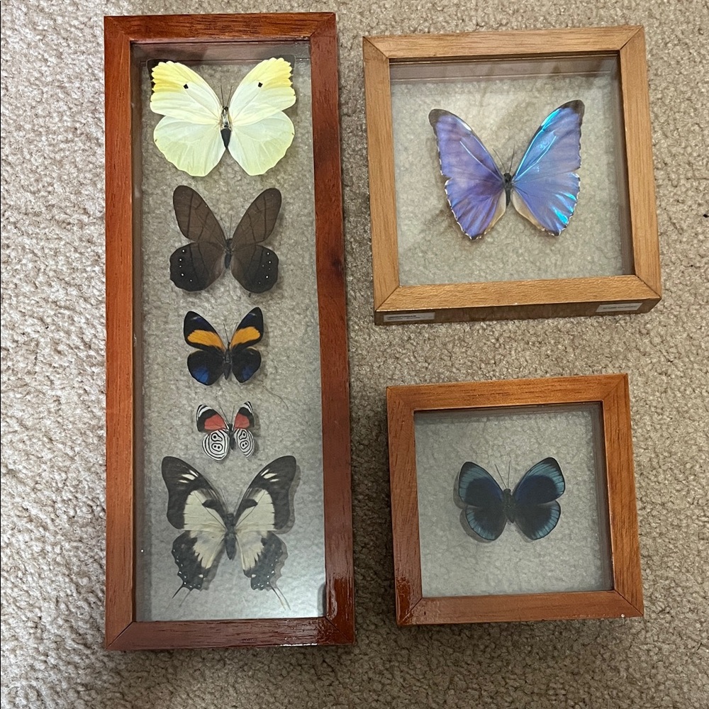 Framed Butterfly Display Set